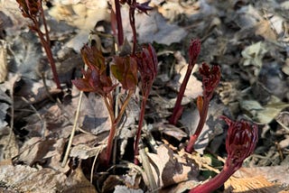 New peony shoots pushing through last year’s leaves