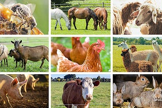 Importance of livestock in farming