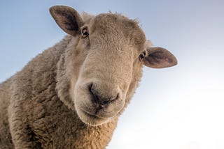 Sheep Declares War on Shearing, Sparks Woolly Rebellion