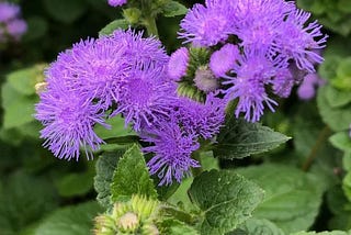 Ageratum: The Fluffy Bluemink Wonder in Your Garden