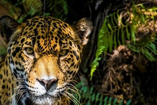 The “3 C’s” vital for Jaguar Conservation: Coordination, Connectivity, and Coexistence