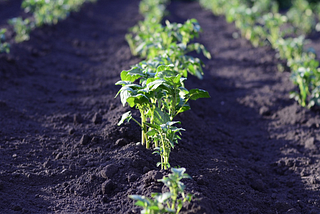 Goals And A Field Of Potatoes