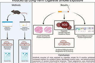 Cigarette Smoking and Skeletal Muscle Mitochondria — The bad and not so bad