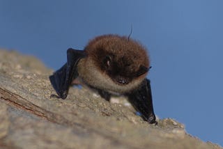 Research Report #58 — Bats of Ulster County