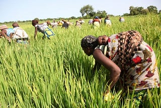 Covid 19 au Bénin : comment améliorer la résilience des petits producteurs ?