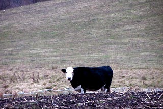 A picture of a black and white cow in a field