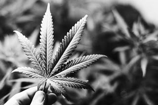Green Evolution: Unraveling the Dynamics of Marijuana Sales in Denver and Boulder