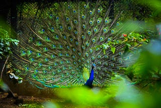 There’s Beauty Everywhere-Just Look and Find