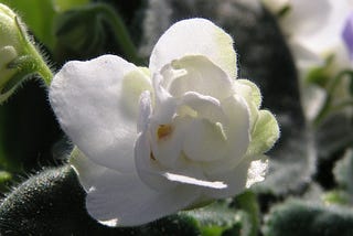Legacy of an African Violet