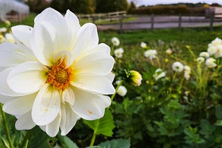 close up photo of a white flower in a field
