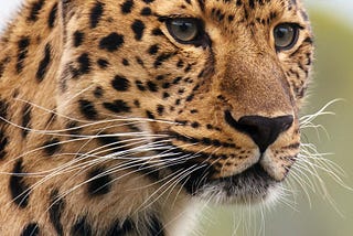 Leopardo na Sala