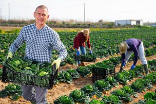 Vegetable farm worker 28 vacancies Seasonal employment Full time