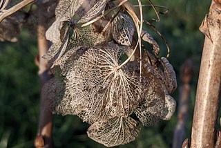 Image of a hydrangea blossom after the winter touched by the hand of decay.