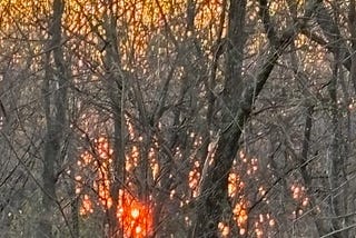 Sunrise through a bare forest