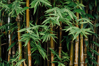 On Bamboo Systems- laying the foundations for spreading universal healthcare.