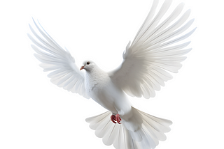 white dove flying to the left with wings wide open