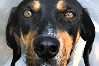 Photo of black and tan raccoon hound with long ears