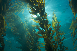 Seaweed: The Cure for Parkinson’s Disease