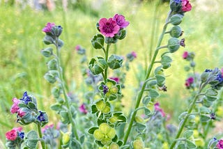 The Wildflower Monthly Challenge on Picture This