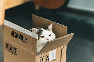 Cat in a box