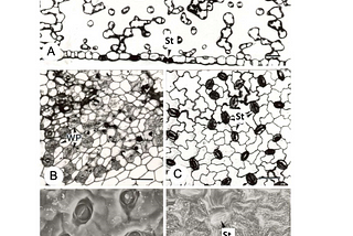 The Evolutionary Relationship between Water Pores and Stomata