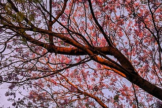 The Grand Jacaranda Tree