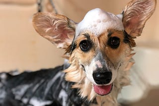Dog with soap bubbles on his head getting a bath. A Pembroke Welsh Corgie