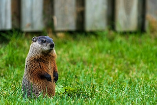 Ode to the Groundhog