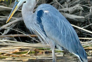 The Branch Where the Blue Heron Sleeps