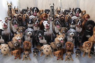 Using Neural Networks to predict dogs breeds
