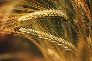 Wheat growing in a field