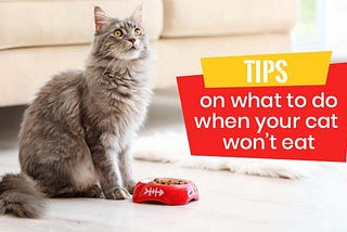 Tips On What To Do When Your Cat Won’t Eat