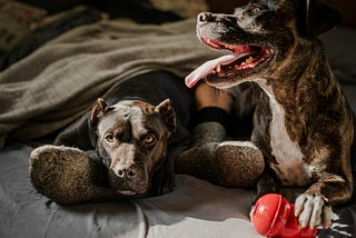 Puzzle Toys for High-Energy Dogs: How to Keep Them Mentally Stimulated