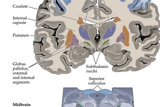 Neuropathology of Huntington’s Disease