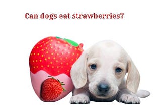 Can dogs eat strawberries? Here’s What dogs Vet Says