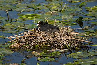 What Coot Chicks Can Teach Us