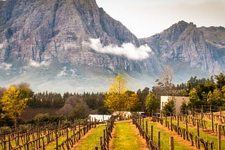 Exploring South Africa’s Cape Winelands