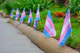 A row of small trans flags, planted in a flowerbed alongside a path