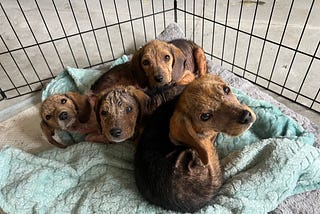 Litter of Beagle Puppies Found in a Dumpster Find Loving Homes