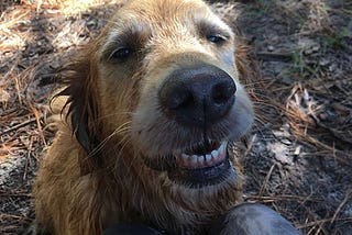 DIY Zero Waste Dog Rinse
