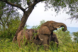 “The Majestic Giants: A Closer look at the African Elephants”