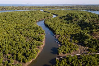 Treecoin: Pioneering Climate Finance with Mangrove Restoration