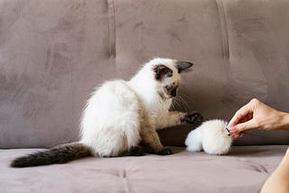 Looking for the Best Plush Cat Toys? Check Out These Top 10 Options!