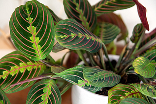 10 Pet-Friendly Indoor Plants