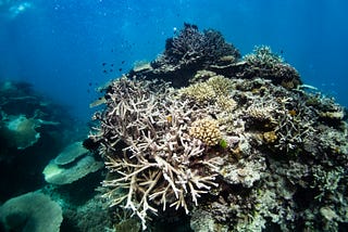 Climate Crisis Intensifies Deadly Coral Bleaching Event