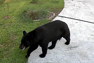 A large black bear walks on a driveway in front of a house.