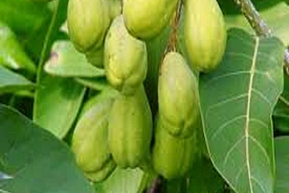 Bahera: The Forgotten Ayurvedic Superfruit That Can Transform Your Health