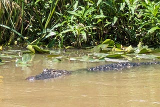 Picture taken by author as alligator approaches boat