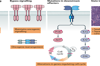 Role of Kinases in Cancer