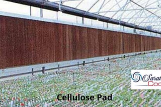 cellulose-pads